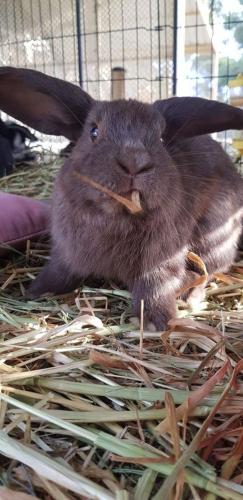 A Better Life Animal Sanctuary FarmStay Private Two Bedrooms Lounge Room & Bathroom & Toilet Shared Kitchen - St Kilda Accommodation 5