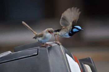 Edgewater Motel Ulladulla - St Kilda Accommodation 1