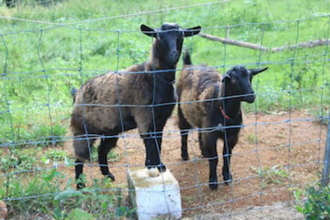 Alstonville Country Cottages - St Kilda Accommodation 0