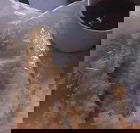 Hampton's Fish  Chippery - St Kilda Accommodation