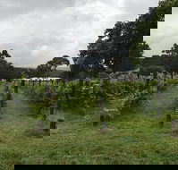 Carlei Estate Cellar Door  Wood Fired Pizzeria - St Kilda Accommodation