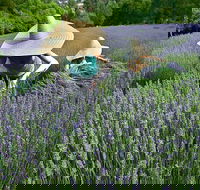 Lavandula Swiss Italian Farm - St Kilda Accommodation