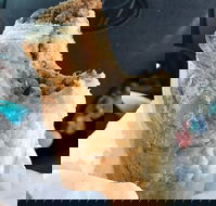 Foster's Bakery - St Kilda Accommodation