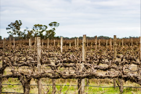 The Blok Coonawarra - St Kilda Accommodation 1