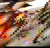 Cafe at the Hyatt Regency Perth - St Kilda Accommodation