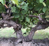 Nick Haselgrove Wines