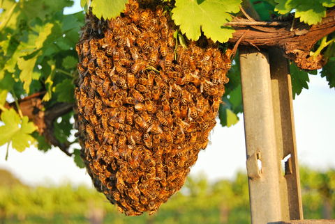 Whistling Kite Biodynamic Wines - St Kilda Accommodation 0