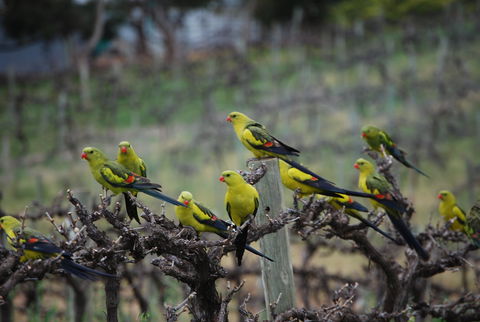 Whistling Kite Biodynamic Wines - St Kilda Accommodation 2