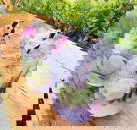 Swill - St Kilda Accommodation