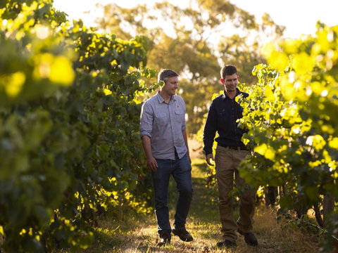 Patrick Of Coonawarra - St Kilda Accommodation 1