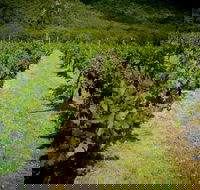 Gartelmann Wines - St Kilda Accommodation