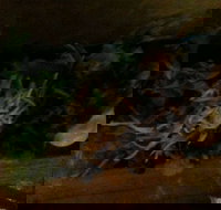 O Sushi - St Kilda Accommodation