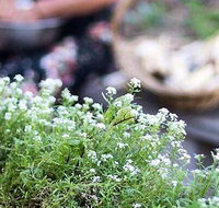 Harvest - St Kilda Accommodation