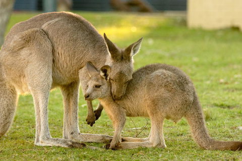 BIG4 Tasman Holiday Parks - Racecourse Beach - St Kilda Accommodation 39