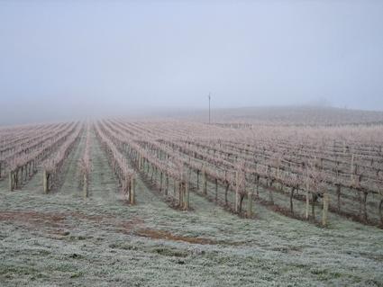Vineyard Cottage BnB - St Kilda Accommodation 12