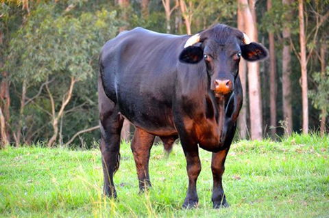 SummerHills Retreat Byron Bay - St Kilda Accommodation 38