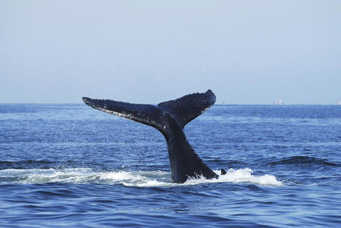 SummerHills Retreat Byron Bay - St Kilda Accommodation 30