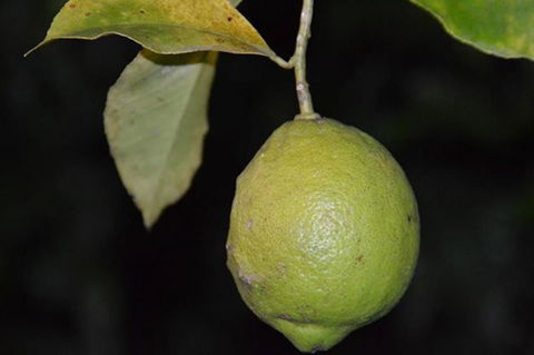 SummerHills Retreat Byron Bay - St Kilda Accommodation 34