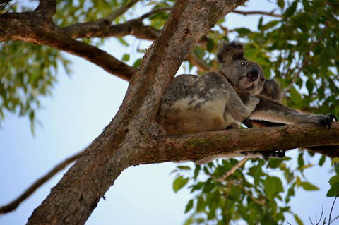 SummerHills Retreat Byron Bay - St Kilda Accommodation 36