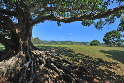 SummerHills Retreat Byron Bay - St Kilda Accommodation 8