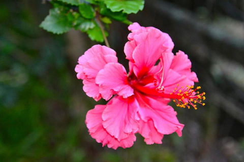 SummerHills Retreat Byron Bay - St Kilda Accommodation 35