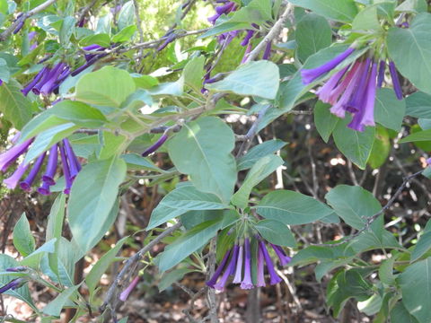 A Secret Garden - St Kilda Accommodation 11