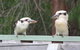 Riverview Tourist Park - thumb 27