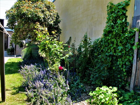 Apple Tree Cottage - St Kilda Accommodation 24