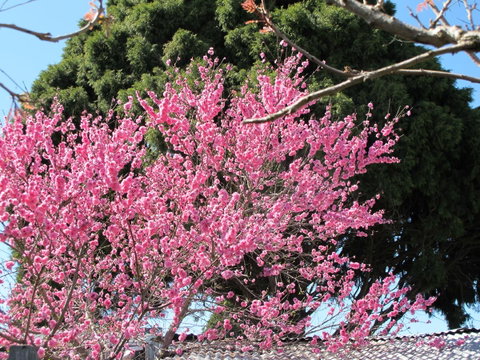 Apple Tree Cottage - St Kilda Accommodation 31