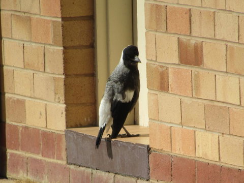 Allonville Gardens Motel - St Kilda Accommodation 34