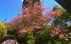 Dangal Gardens - thumb 27