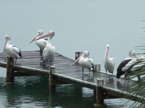 Pelican H2O One & Two Bedroom Apartments - St Kilda Accommodation 6