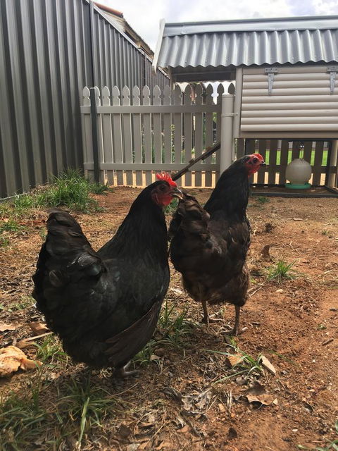 Thelma's Temora - St Kilda Accommodation 13