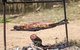 Booloumba Creek Cottage - thumb 3