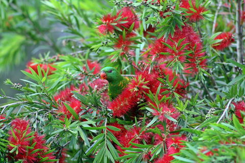 Bottlebrush B & B - St Kilda Accommodation 0