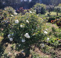 Carisbrook Country Retreat Motel - St Kilda Accommodation
