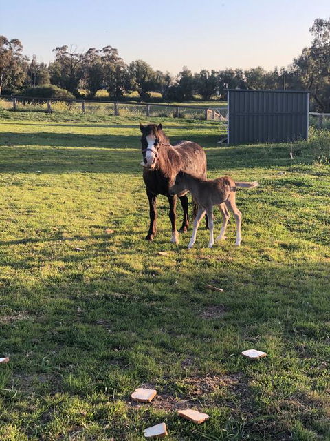 Gibbagunyah Manor - St Kilda Accommodation 1