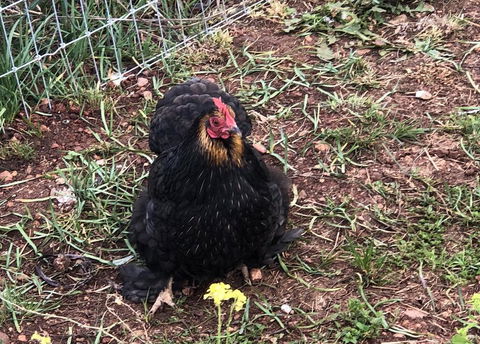 Gibbagunyah Manor - St Kilda Accommodation 2
