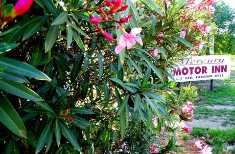 Mercury Motor Inn - St Kilda Accommodation 0