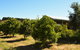 Swan Valley Sisters - thumb 30