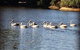 Swan Valley Sisters - thumb 31