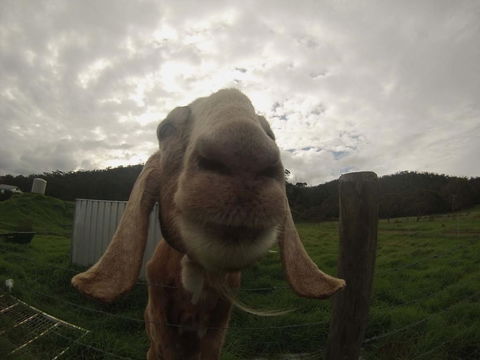 Tanen Farm - St Kilda Accommodation 7