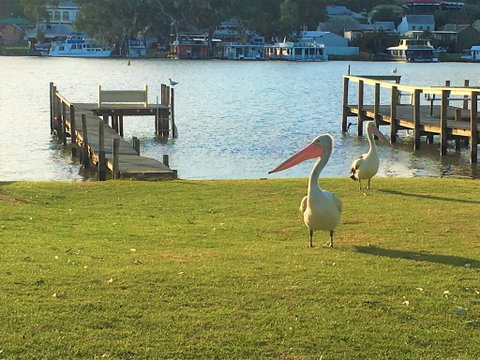 Riverfront Getaway - Mannum - St Kilda Accommodation 0