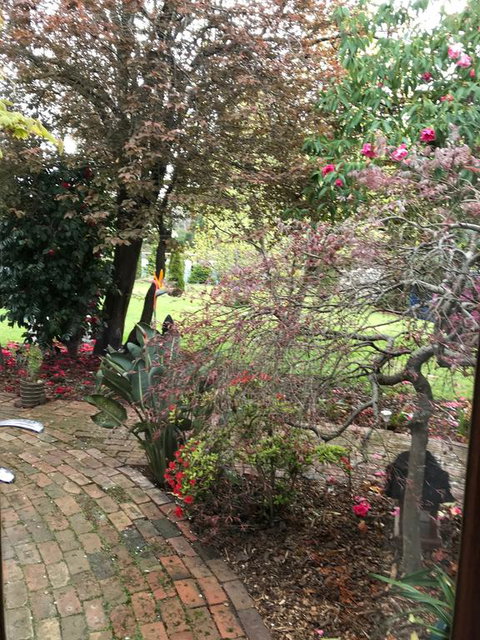 Stony Rise Cottage B&B - St Kilda Accommodation 1