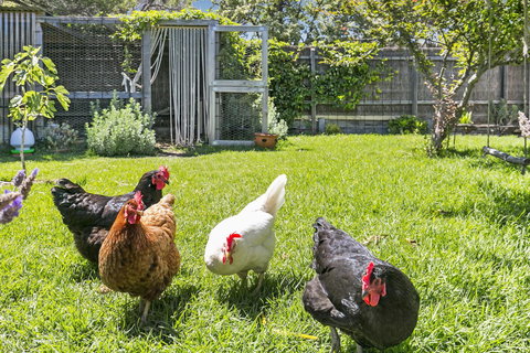 Bilinga Cottages - St Kilda Accommodation 16