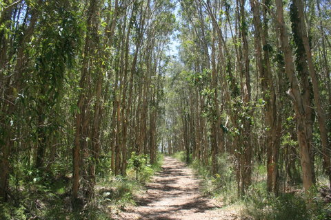 Lake Weyba Noosa Lodge & Kangaroos - St Kilda Accommodation 39