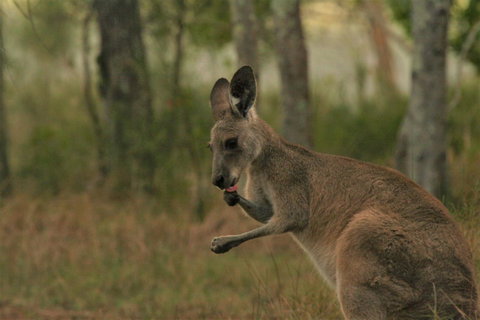 Lake Weyba Noosa Lodge & Kangaroos - St Kilda Accommodation 43