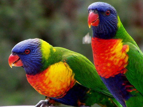 Lake Weyba Noosa Lodge & Kangaroos - St Kilda Accommodation 12