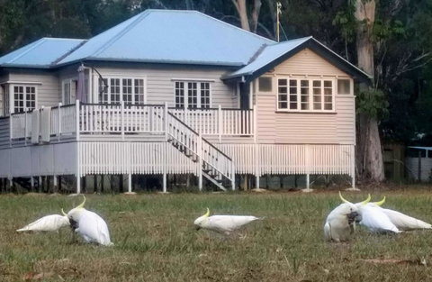 Lake Weyba Noosa Lodge & Kangaroos - St Kilda Accommodation 20