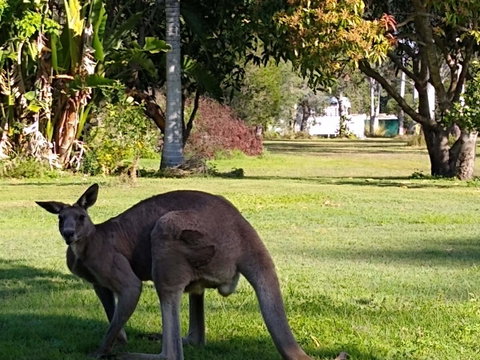 Lake Weyba Noosa Lodge & Kangaroos - St Kilda Accommodation 24